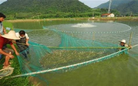 池塘養魚|池塘養魚要注意什麼？池塘養魚的四個關鍵要點